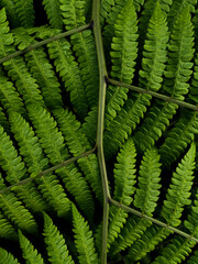 Fern Leaves #1