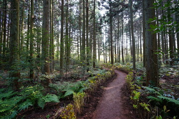 Obraz premium a path through cedar forest 