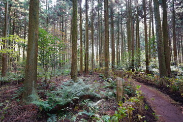 a path through cedar forest
