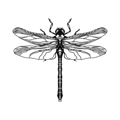 Bug - Anisoptera