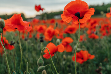 Obraz premium Abstract background with poppies in the field