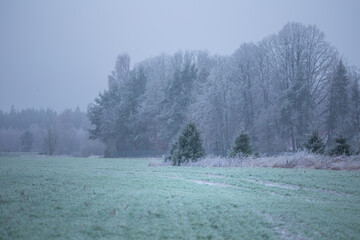 A Northern European winter morning with snowy spruce trees. Landscape of rural area.