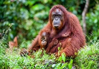 A female of the orangutan with a cub in a native habitat. Bornean orangutan (Pongo pygmaeus) - obrazy, fototapety, plakaty