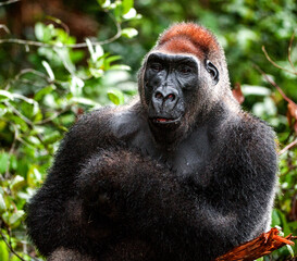Portrait of a western lowland gorilla (Gorilla gorilla gorilla) close up at a short distance. Silverback - adult male of a gorilla in a natural habitat. Jungle of the Central African Republic