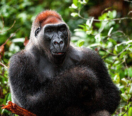 Portrait of a western lowland gorilla (Gorilla gorilla gorilla) close up at a short distance. Silverback - adult male of a gorilla in a natural habitat. Jungle of the Central African Republic