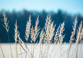 Fototapeta premium A beautiful winter day landscape of rural area. Snowy scenery of Northern Europe.