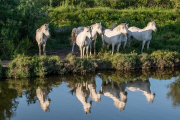 Fototapeta premium Portrait of the White Camargue Horses reflected in the water.