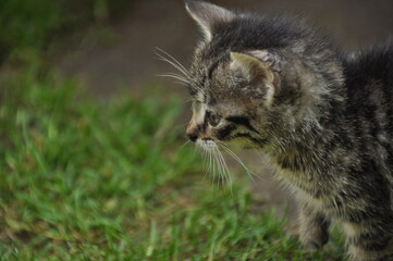 Young striped cats jumping and playing with toys. Little cozy pet.