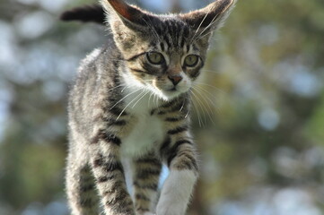 Young striped cats jumping and playing with toys. Little cozy pet.