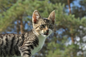 Fototapeta premium Young striped cats jumping and playing with toys. Little cozy pet.