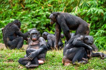 Portrait of family of a Chimpanzee bonobo ( Pan paniscus). - 483259070