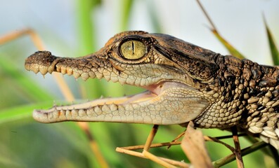 Portrait of Cub of a crocodile. Small crocodile cub already with a rage, threatening, opens a large-toothed mouth.  Side view. New Guinea
