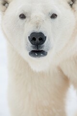 Close up portrait Male polar bear (Ursus maritimus) Front view. . Winter season. Polar arctic - 483259469
