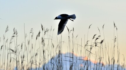 Black-headed Gull (Larus ridibundus) in flight. Sunset sky background. Russia. Ladoga Lake.