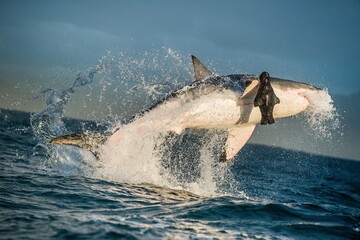 Great White Shark ( Carcharodon carcharias ) breaching in an attack