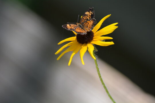 Black-Eyed Susan Flower with Painted Lady Butterfly