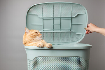Cute domestic kitten in laundry basket peeking on grey background. Portrait funny cat played in...