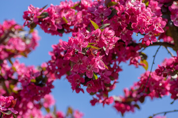 Ornamental malus apple tree plant flowering during springtime, toringo scarlet bright purple pink flowers in bloom,