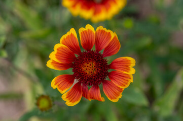 Gaillardia aristata red yellow flower in bloom, common blanketflower bright colorful flowering plant, green leaves