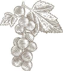 Drawing of branch of red currant with green leaves