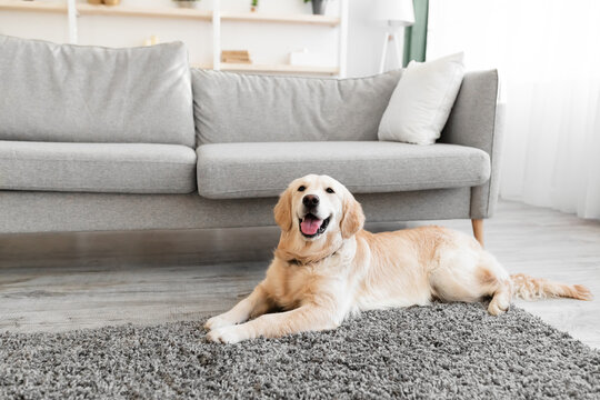 Portrait of cute happy dog lying on the floor carpet