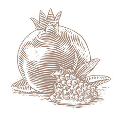 Drawing of pomegranate