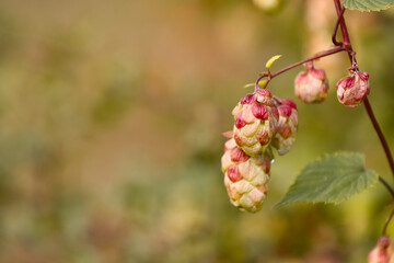 Blooming, autumnal hops.