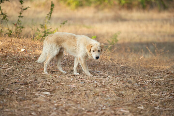 A native dog was standing in a barren sparse forest.
