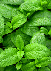 Fresh green leaves of mint, lemon balm, peppermint top view. Mint leaf texture. Ecology natural layout. Mint leaves pattern spearmint herbs nature background