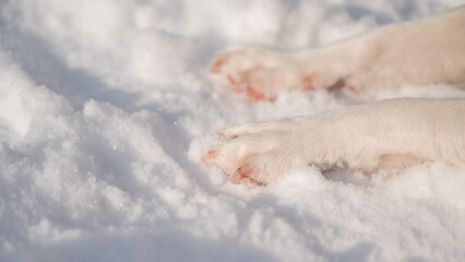 Close-up of freezing dog paws on white snow in winter.
