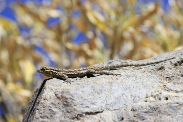Lizard on a rock 