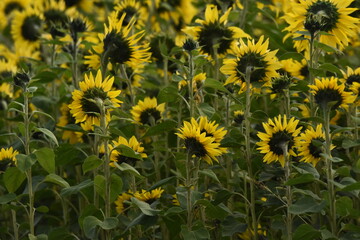 Sunflower plantation. Industrial use for the production of sunflower oil.