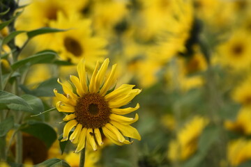 Sunflower plantation. Industrial use for the production of sunflower oil.