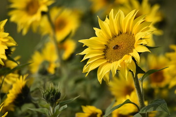 Sunflower plantation. Industrial use for the production of sunflower oil.