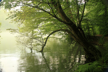 morning in the forest