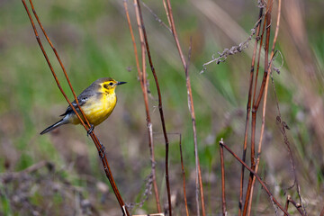 Citrine Wagtail. Birds of Central Russia.The citrine wagtail (Motacilla citreola) is a small songbird in the family Motacillidae