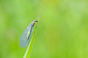 Green lacewings are insects in the large family Chrysopidae of the order Neuroptera.