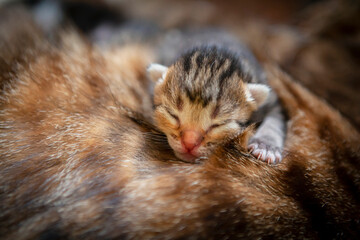 Blind kittens sleep on a cat.