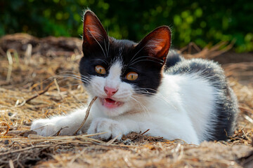 The cat is sitting in the garden basking in the sun