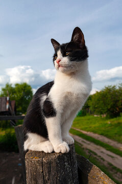 The village cat sits on the fence and watches.
