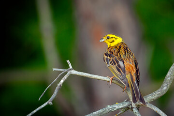 The yellowhammer (Emberiza citrinella) is a passerine bird in the bunting family that is native to Eurasia and has been introduced to New Zealand and Australia.