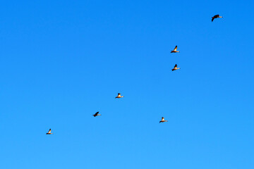 空を並んで飛ぶ鳥～カモの編隊飛行