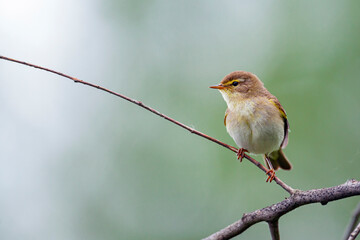 The common chiffchaff (Phylloscopus collybita), or simply the chiffchaff, is a common and...
