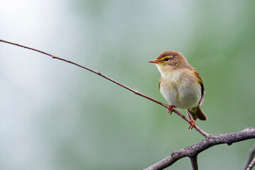 The common chiffchaff (Phylloscopus collybita), or simply the chiffchaff, is a common and widespread leaf warbler which breeds in open woodlands throughout northern and temperate Europe 