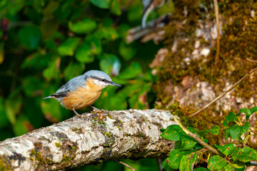 The Eurasian nuthatch on a branch. Birds of Central Russia	