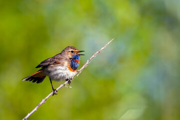 The bluethroat (Luscinia svecica) is a small passerine bird that was formerly classed as a member of the thrush family Turdidae,