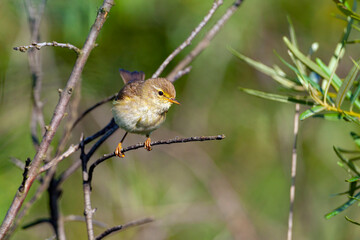 The common chiffchaff (Phylloscopus collybita), or simply the chiffchaff, is a common and widespread leaf warbler which breeds in open woodlands throughout northern and temperate Europe 