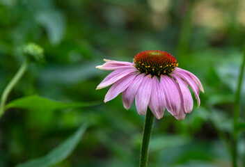 daisy flower on green background