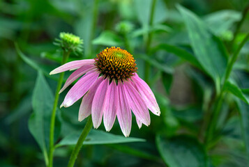 daisy flower on green background