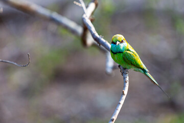 Green Bird